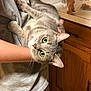 cat, gray_tabby, green_eyes, person, holding, indoor, kitchen, cabinet, countertop, casual_clothing, curious, pet, domestic_animal, feline, closeup, fur, whiskers, hand, home, relaxed