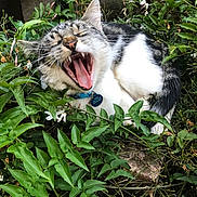 Ninja a rejoint le concours — aidez-le/la à gagner de superbes lots ! cat, animal, pet, feline, whiskers, teeth, tongue, greenery, leaves, flowers, outdoor, nature, closeup, fur, tabby, collar, blue_collar, yawning, mouth_open, relaxed