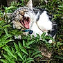 cat, animal, pet, feline, whiskers, teeth, tongue, greenery, leaves, flowers, outdoor, nature, closeup, fur, tabby, collar, blue_collar, yawning, mouth_open, relaxed