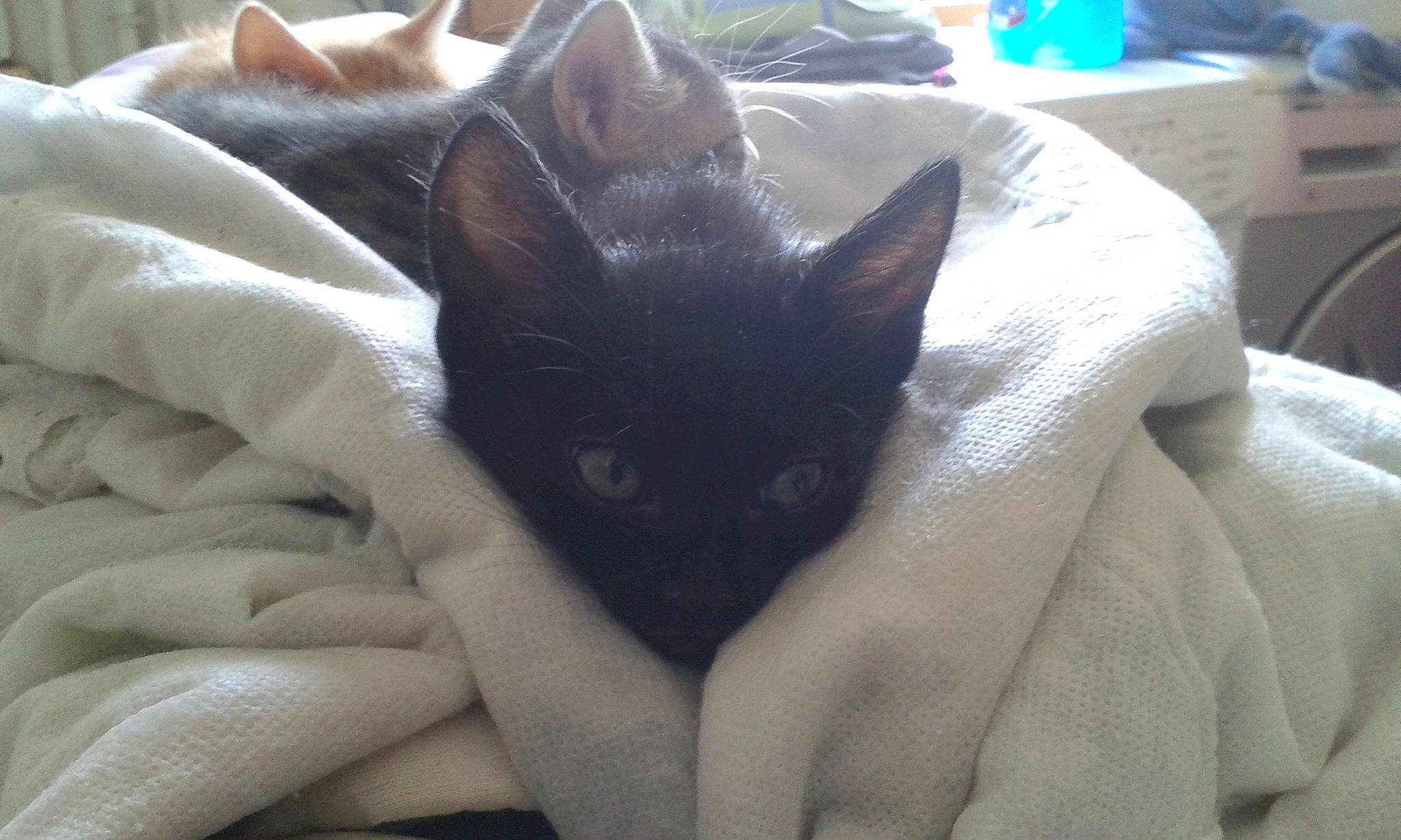 Lox participe au concours pour gagner de l'argent avec cette photo : bed, bedding, black_cat, bombay, box, carnivore, cat, claw, comfort, domestic_short_haired_cat, fawn, felidae, fur, gesture, linens, nap, room, small_to_medium_sized_cats, snout, whiskers