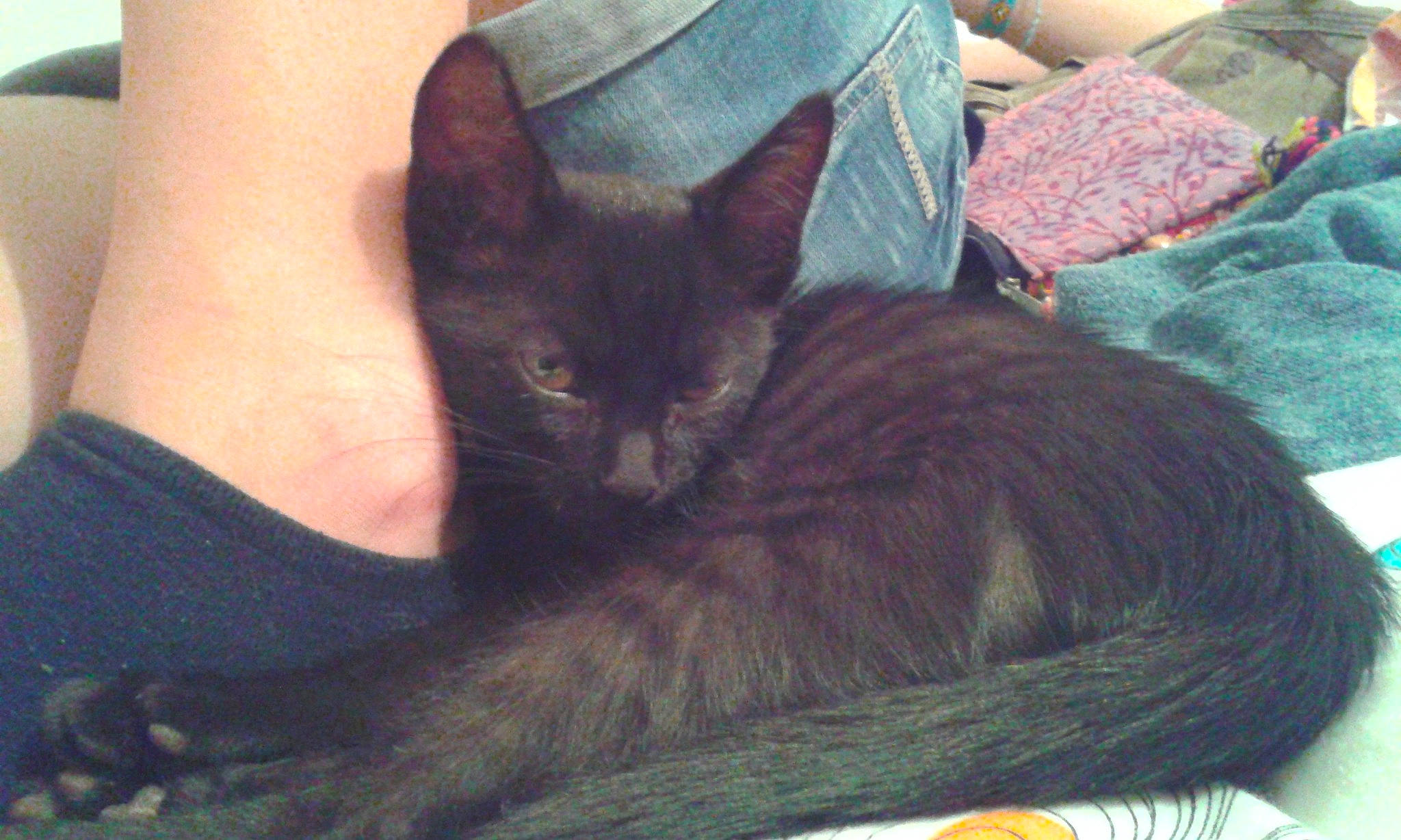 Lox participe au concours pour gagner de l'argent avec cette photo : black_cat, carnivore, cat, claw, comfort, domestic_short_haired_cat, ear, felidae, foot, fur, grey, human_leg, lap, paw, sitting, small_to_medium_sized_cats, snout, tail, thigh, whiskers