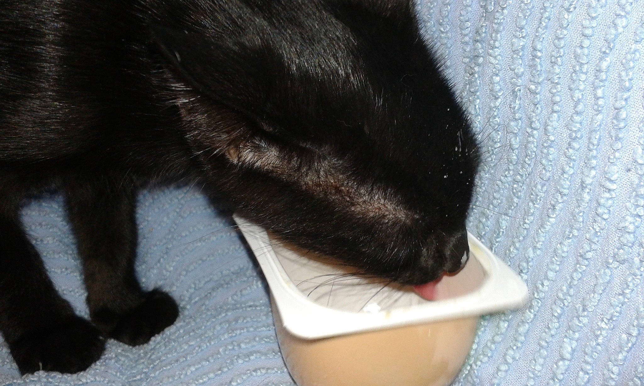 Lox participe au concours pour gagner de l'argent avec cette photo : black_cat, carnivore, cat, cat_supply, claw, comfort, dog_breed, domestic_short_haired_cat, felidae, flooring, foot, fur, gesture, human_leg, leg, small_to_medium_sized_cats, snout, tail, toe, whiskers