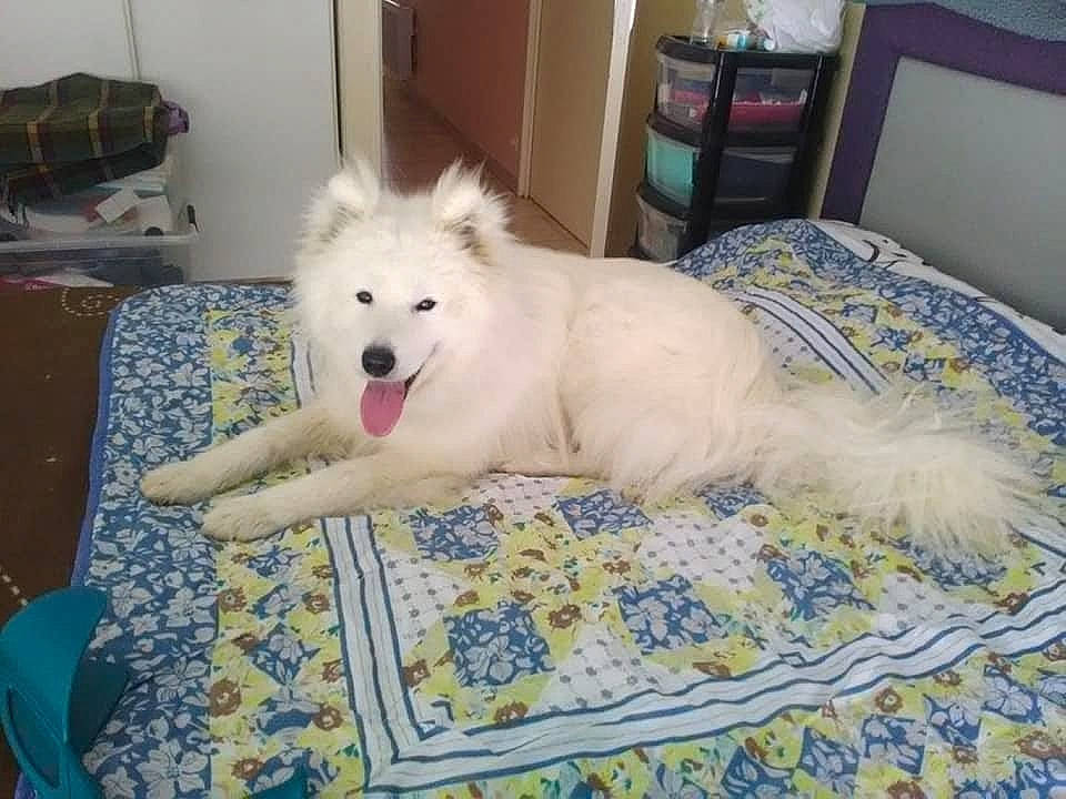 Pilou a rejoint le concours — aidez-le/la à gagner de superbes lots ! american_eskimo_dog, canidae, carnivore, comfort, companion_dog, dog, dog_breed, fang, fawn, flooring, fur, german_spitz, german_spitz_mittel, indian_spitz, samoyed, snout, spitz, sporting_group, tail, volpino_italiano