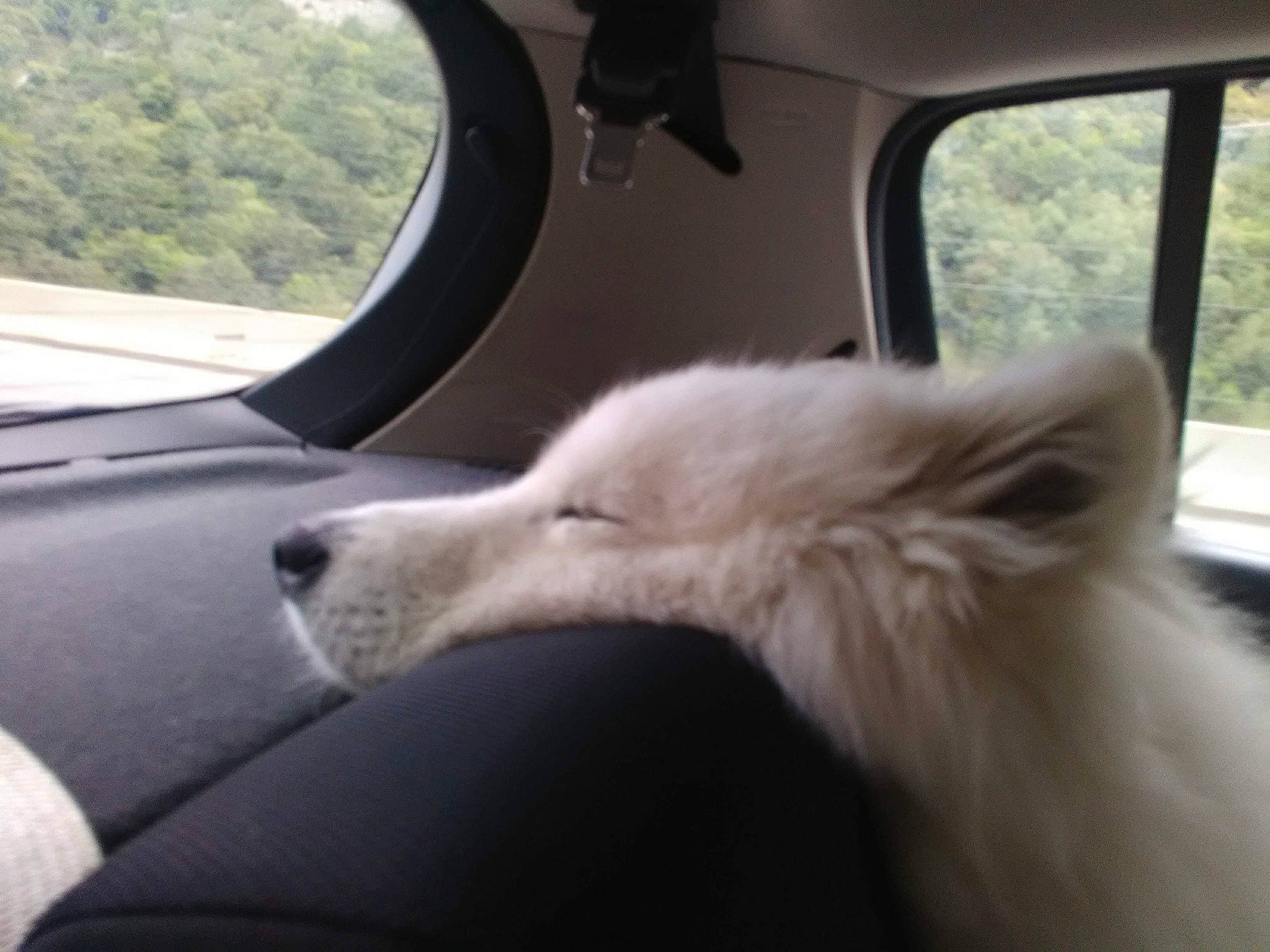 Pilou a rejoint le concours — aidez-le/la à gagner de superbes lots ! automotive_exterior, automotive_window_part, canidae, carnivore, comfort, companion_dog, dog, dog_breed, family_car, fur, glass, snout, sporting_group, tree, vehicle, vehicle_door, wildlife, window, windshield, working_animal