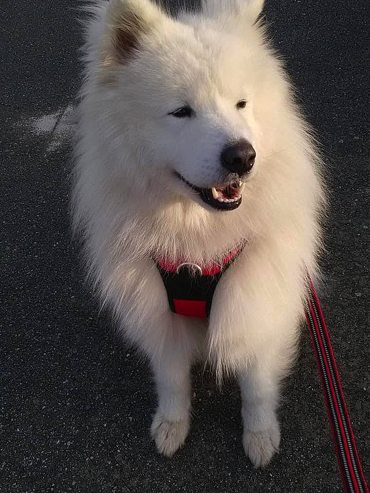 Pilou a rejoint le concours — aidez-le/la à gagner de superbes lots ! american_eskimo_dog, ancient_dog_breeds, canidae, carnivore, companion_dog, dog, dog_breed, fang, fur, german_spitz, german_spitz_klein, happy, japanese_spitz, jaw, non_sporting_group, samoyed, spitz, sporting_group, volpino_italiano, working_dog