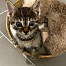 kitten, cat, tabby, brown_fur, blue_eyes, animal, pet, basket, fluffy_toy, toy, indoors, tiled_floor, close_up, portrait, sitting, wide_eyed, whiskers, ears, cute, companion