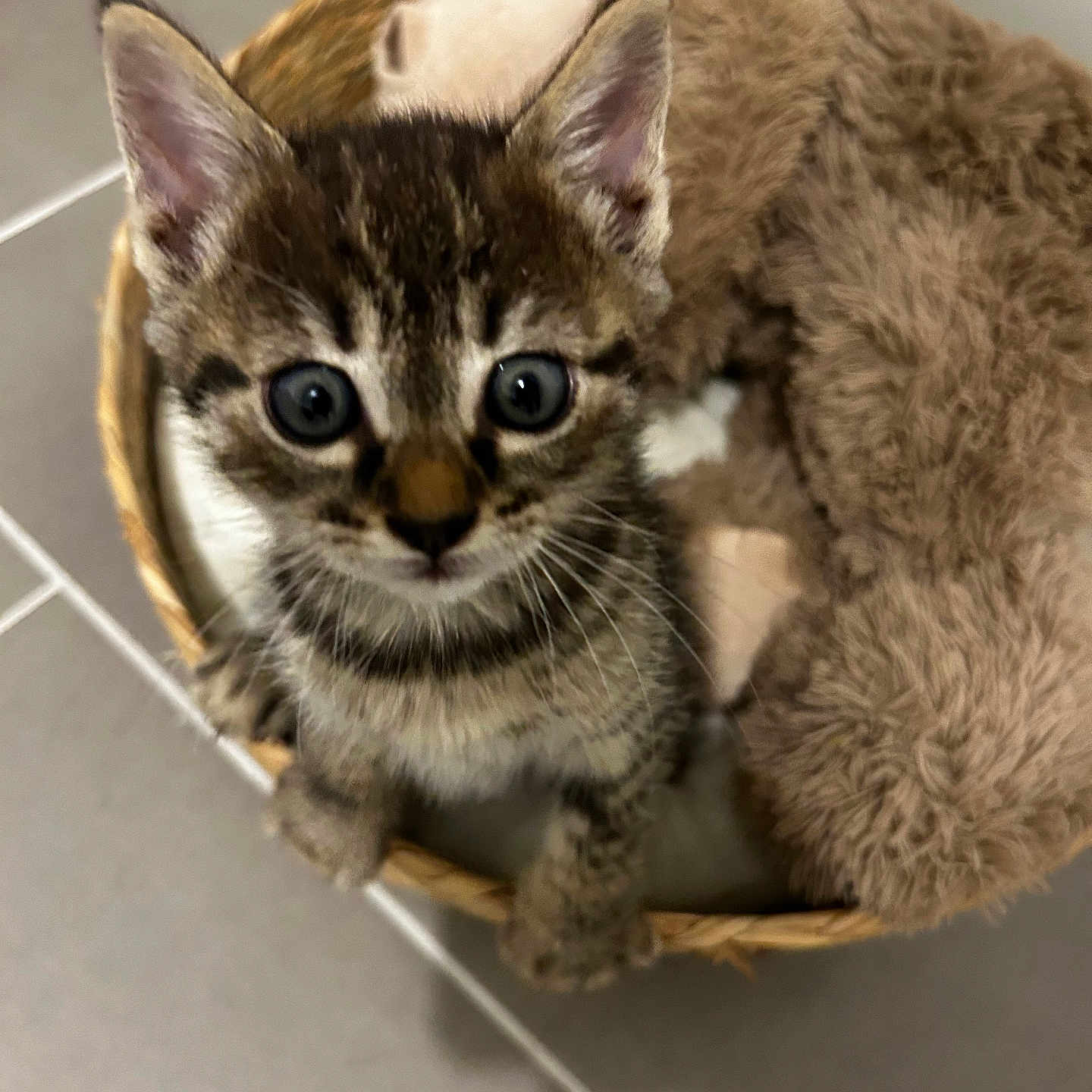 Blue a rejoint le concours — aidez-le/la à gagner de superbes lots ! kitten, cat, tabby, brown_fur, blue_eyes, animal, pet, basket, fluffy_toy, toy, indoors, tiled_floor, close_up, portrait, sitting, wide_eyed, whiskers, ears, cute, companion