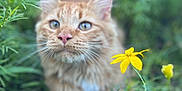 Tandy joined the competition — help win amazing prizes! cat, orange_cat, flower, yellow_flower, greenery, plants, outdoor, nature, closeup, pet, fur, whiskers, nose, eyes, blurred_background, soft_focus, curious, animal, mammal, cute