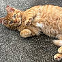 cat, orange_tabby, kitten, fur, paw, asphalt, outdoor, animal, pet, cute, whiskers, ears, eyes, lying_down, curious, mammal, closeup, soft, playful, adorable