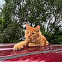 cat, orange_cat, animal, pet, fur, outdoor, nature, trees, greenery, vehicle_roof, reflection, calm, relaxed, whiskers, ears, paws, sky, cloudy, daytime, mammal
