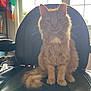 cat, orange_cat, fluffy, sitting, chair, office_chair, window, indoor, pet, feline, fur, tail, backlit, domestic_animal, home, relaxed, whiskers, ears, paws, furniture