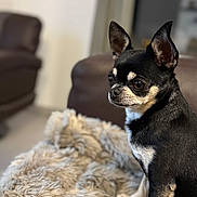 Mina participe au concours pour gagner de l'argent avec cette photo : dog, chihuahua, pet, animal, indoor, blanket, fur, brown_furniture, cozy, small_dog, portrait, sitting, cute, domestic_animal, canine, furry, alert, companion, household, relaxed