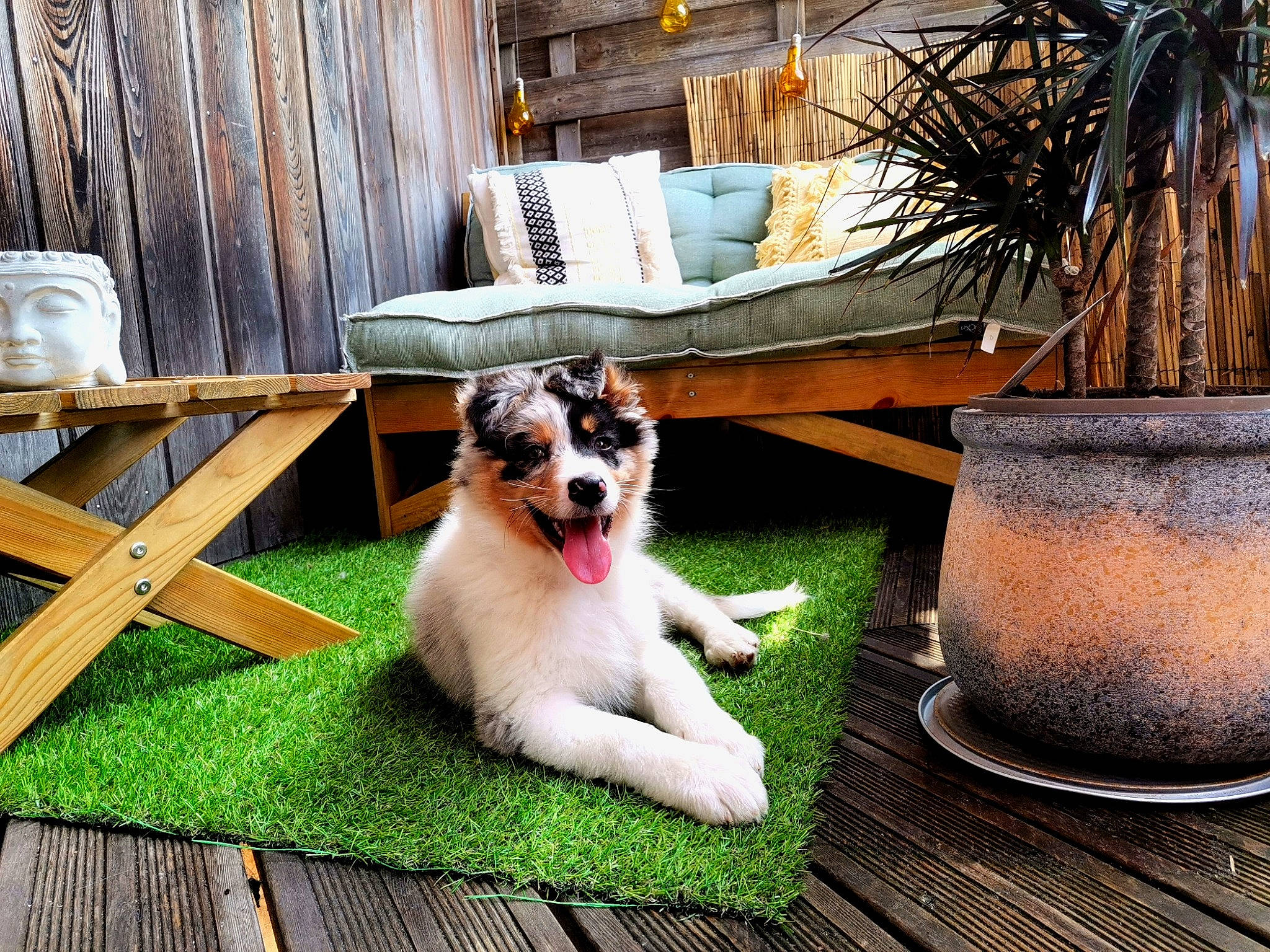 Kirua a rejoint le concours — aidez-le/la à gagner de superbes lots ! carnivore, chair, companion_dog, couch, dog, dog_breed, fawn, felidae, flowerpot, furniture, grass, hardwood, houseplant, living_room, outdoor_furniture, plant, table, tree, whiskers, wood
