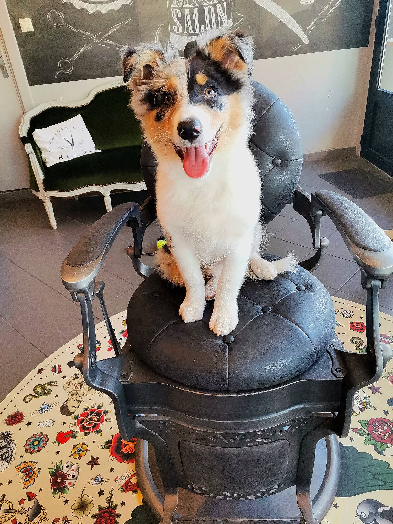 Kirua a rejoint le concours — aidez-le/la à gagner de superbes lots ! carnivore, chair, collar, companion_dog, cooking, cookware_and_bakeware, dog, dog_breed, dog_supply, fur, gas, home_appliance, kitchen_appliance, personal_protective_equipment, pet_supply, product, sitting, sporting_group, sports_equipment, white