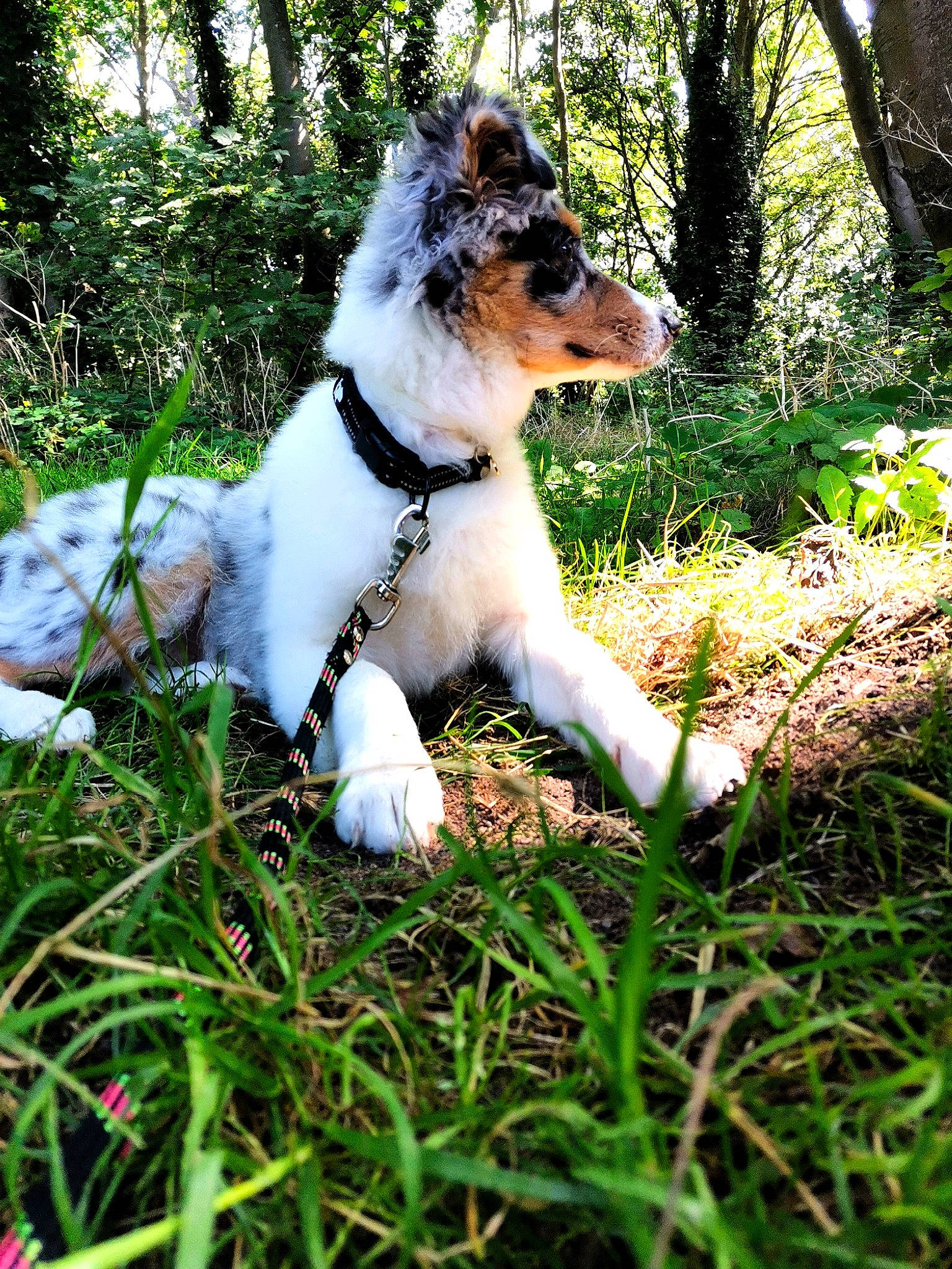 Kirua a rejoint le concours — aidez-le/la à gagner de superbes lots ! canidae, carnivore, collar, companion_dog, dog, dog_breed, felidae, forest, fur, grass, herding_dog, natural_landscape, people_in_nature, plant, sitting, sporting_group, tail, terrestrial_animal, tree, whiskers