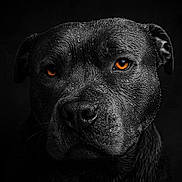 Biggie joined the competition — help win amazing prizes! dog, black_dog, wet_fur, portrait, animal, pet, closeup, face, ears, nose, eyes, amber_eyes, dark_background, moisture, fur_texture, canine, intense_gaze, studio_lighting, animal_portrait, serious_expression