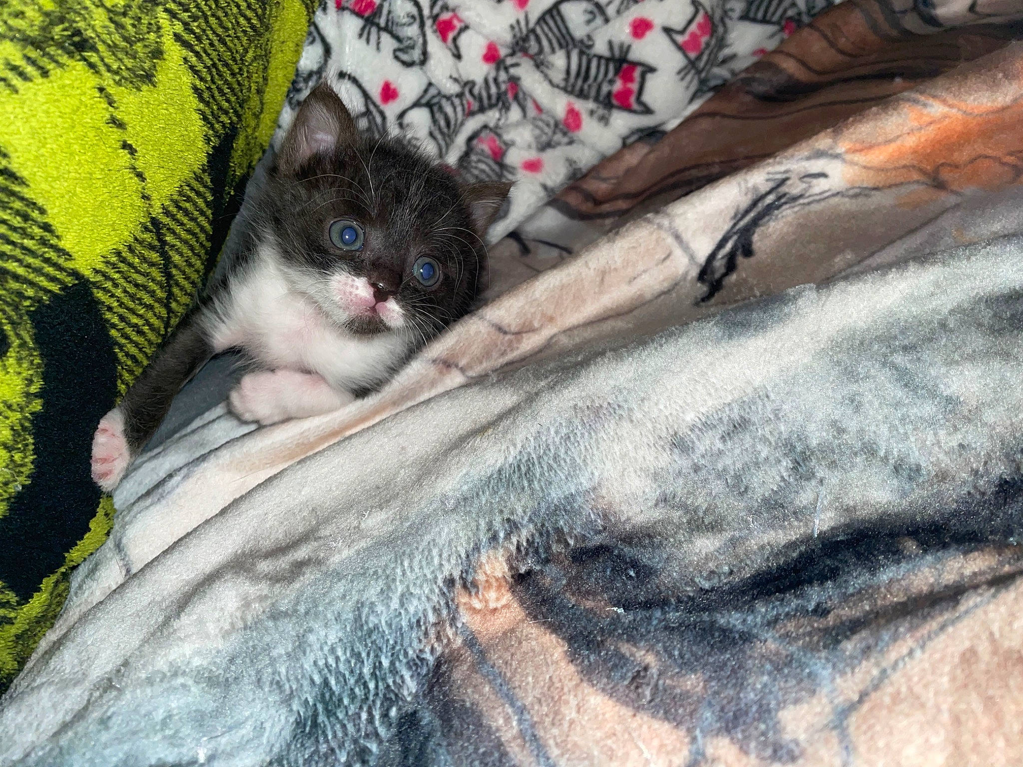 Butter joined the competition — help win amazing prizes! animal_shelter, carnivore, cat, comfort, companion_dog, dog_breed, domestic_short_haired_cat, fawn, felidae, fur, grass, grey, small_to_medium_sized_cats, snout, tail, terrestrial_animal, tree, vertebrate, whiskers, wood