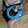 cat, kitten, tabby, pet, animal, face, eyes, ears, whiskers, fur, blue_hoodie, clothing, bed, bedding, blanket, pillow, bedroom, indoors, sitting, portrait