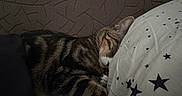 Ades participe au concours pour gagner de l'argent avec cette photo : cat, sleeping, tabby, striped_fur, pet, animal, whiskers, ears, paws, closed_eyes, resting, cozy, bed, pillow, blanket, bedroom, indoor, textile, star_pattern, relaxed