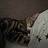 cat, sleeping, tabby, striped_fur, pet, animal, whiskers, ears, paws, closed_eyes, resting, cozy, bed, pillow, blanket, bedroom, indoor, textile, star_pattern, relaxed
