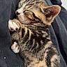 Ades a rejoint le concours — aidez-le/la à gagner de superbes lots ! kitten, cat, tabby, sleeping, sleepy, cute, pet, animal, paw, toe_beans, pink_paw_pads, striped_fur, whiskers, closed_eyes, belly_up, cozy, cuddling, indoor, portrait, adorable