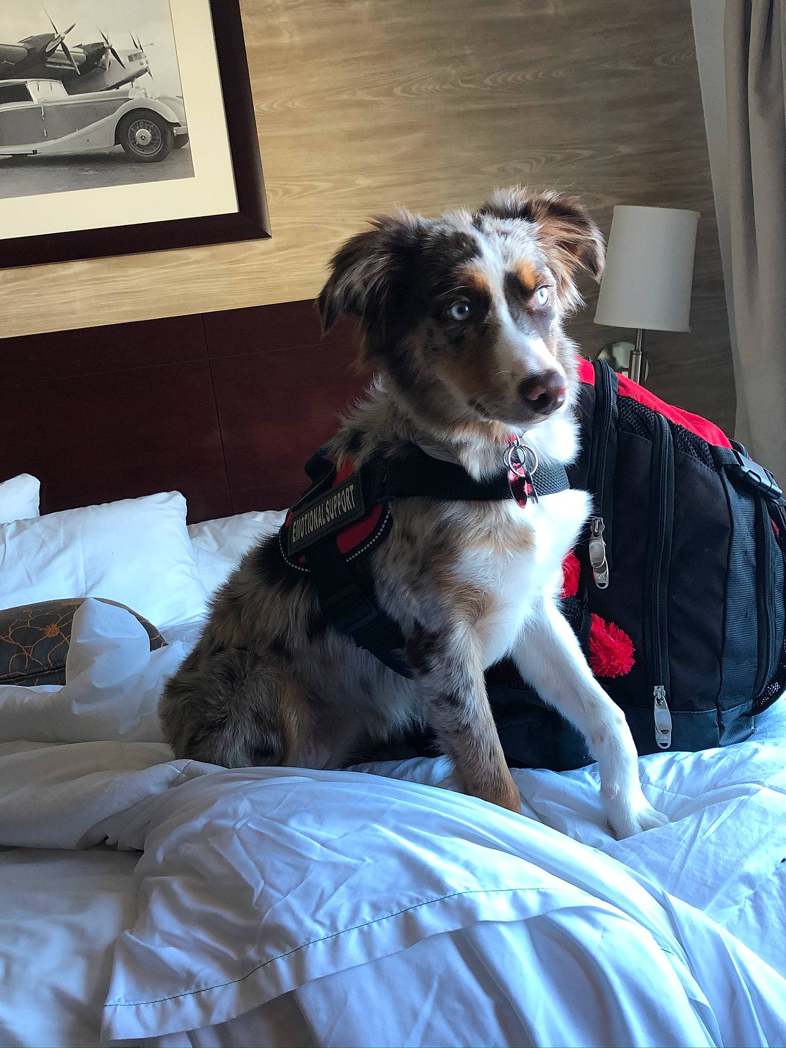 Honey joined the competition — help win amazing prizes! australian_collie, australian_shepherd, border_collie, carnivore, collar, comfort, companion_dog, curtain, dog, dog_breed, dog_collar, dog_supply, fur, herding_dog, picture_frame, sighthound, snout, sporting_group, texas_heeler, working_animal