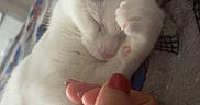 Poppy is registered to the contest to win money with this photo: animal, blanket, cat, closeup, comfort, cozy, cute, domestic_cat, feline, gray_patches, hand, human_hand, indoor, paw, pet, resting, sleeping, snuggling, soft_lighting, white_cat