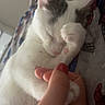 cat, white_cat, gray_patches, paw, hand, human_hand, blanket, snuggling, sleeping, cute, pet, indoor, cozy, closeup, feline, soft_lighting, resting, animal, domestic_cat, comfort