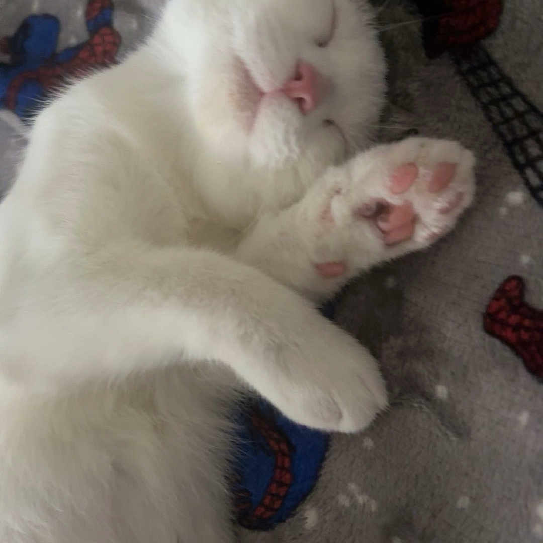 Poppy joined the competition — help win amazing prizes! cat, white_cat, sleeping, paw, pink_paw, cozy, blanket, feline, cute, pet, animal, resting, soft, indoor, relaxed, fur, whiskers, nap, comfort, peaceful