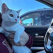 Poppy is registered to the contest to win money with this photo: cat, animal, pet, indoor, car, window, person, hand, maroon_sweater, white_fur, gray_fur, steering_wheel, blue_sky, parking_lot, vehicle, curious, holding, seat, daylight, closeup