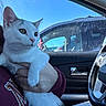 cat, animal, pet, indoor, car, window, person, hand, maroon_sweater, white_fur, gray_fur, steering_wheel, blue_sky, parking_lot, vehicle, curious, holding, seat, daylight, closeup