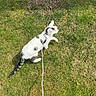 Poppy joined the competition — help win amazing prizes! cat, grass, leash, outdoor, animal, pet, white, black_spots, nature, curious, feline, green, wooden_post, daylight, walking, exploring, collar, young_cat, small, playful