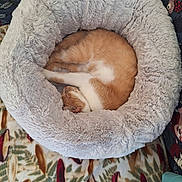 Louna a rejoint le concours — aidez-le/la à gagner de superbes lots ! cat, sleeping, fluffy_bed, orange_and_white, cozy, curled_up, indoor, blanket, patterned, soft_texture, pet, resting, fur, circular_bed, comfort, domestic_animal, relaxation, animal, cute, home