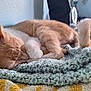 Louna participe au concours pour gagner de l'argent avec cette photo : cat, sleeping, orange_cat, white_paws, knitted_blanket, cozy, indoor, pet, fur, resting, closeup, domestic_cat, cute, soft_texture, animal, warm, comfort, relaxation, home, nap