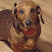 Hobo is registered to the contest to win money with this photo: animal, brown_dog, canine, collar, companion, cute, dachshund, dog, domestic_animal, ears, flooring, fur, house_pet, indoor, looking_up, pet, portrait, sitting, small_dog, wooden_floor
