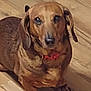 animal, brown_dog, canine, collar, companion, cute, dachshund, dog, domestic_animal, ears, flooring, fur, house_pet, indoor, looking_up, pet, portrait, sitting, small_dog, wooden_floor