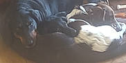 Willow is registered to the contest to win money with this photo: dog, sleeping, indoors, wooden_floor, cabinet, pet, cozy, resting, two_dogs, brown, black, animal, fur, domestic, companions, relaxing, floor, home, curled_up, quiet