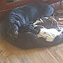 dog, sleeping, indoors, wooden_floor, cabinet, pet, cozy, resting, two_dogs, brown, black, animal, fur, domestic, companions, relaxing, floor, home, curled_up, quiet