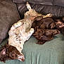Willow is registered to the contest to win money with this photo: dog, canine, pet, sleeping, resting, couch, sofa, furry, brown, white, relaxed, indoor, domestic_animal, companion, animal, fur, paw, head, blanket, napping