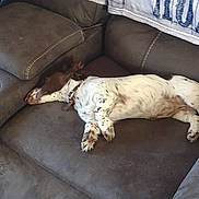 Willow is registered to the contest to win money with this photo: dog, sleeping, couch, brown, white, spotted, collar, indoor, furniture, pet, relaxed, resting, blanket, comfort, home, canine, fur, quiet, nap, living_room