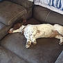 dog, sleeping, couch, brown, white, spotted, collar, indoor, furniture, pet, relaxed, resting, blanket, comfort, home, canine, fur, quiet, nap, living_room