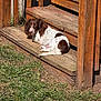dog, brown_and_white, wooden_steps, grass, outdoor, sunlight, pet, animal, relaxed, curled_up, nature, daytime, wood, fence, canine, resting, sunny, yard, domestic_animal, quiet