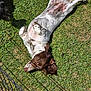 Willow is registered to the contest to win money with this photo: dog, grass, outdoor, sunlight, pet, animal, spotted, brown, white, relaxed, belly_up, playful, fur, nature, daylight, paw, canine, shadow, fence, resting