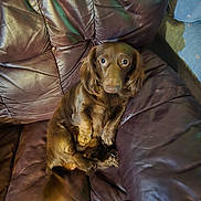 Kodiak is registered to the contest to win money with this photo: dog, dachshund, pet, brown_coat, long_haired, leather_sofa, couch, indoor, looking_up, wide_eyes, paws, sitting, relaxed, long_ears, fur, portrait, home, upholstery, cute, tail