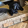 Taz joined the competition — help win amazing prizes! animal, background, black_dog, canine, cozy, curious, dog, domestic_animal, floor, fur, home, indoor, laying_down, long_ears, looking, pet, resting, stone_ledge, texture, wood_floor