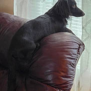 Taz joined the competition — help win amazing prizes! animal, animal_portrait, black_dog, calm, cozy, curtains, dog, domestic, furniture, home, indoor, leather_couch, looking_out, pet, quiet, relaxing, resting, side_view, soft_light, window
