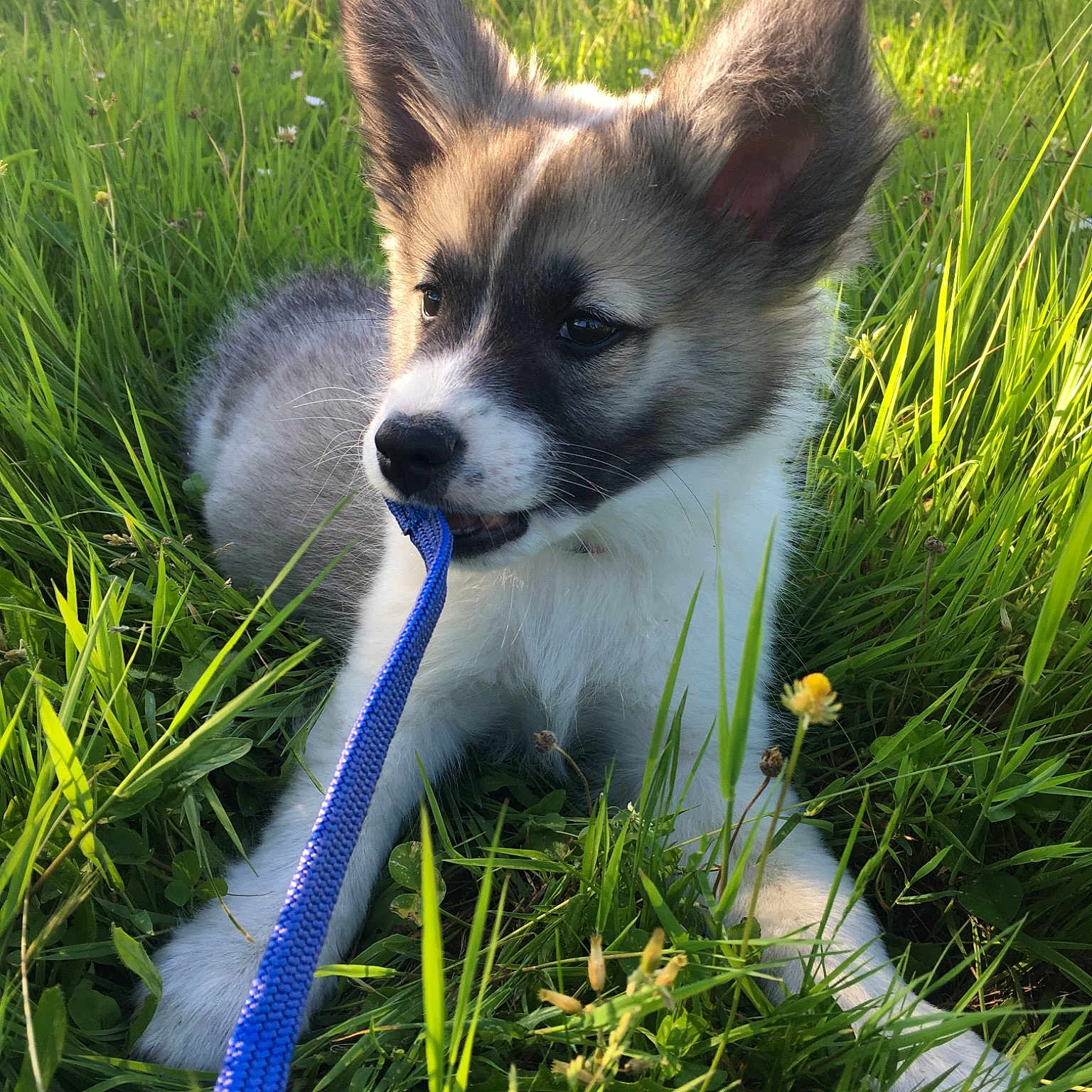 Reyki