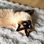 Drako participe au concours pour gagner de l'argent avec cette photo : animal, blanket, blue_eyes, brown, cat, cozy, cream, ears, fluffy, fur, home, indoors, lying_down, pet, portrait, relaxed, siamese_cat, upside_down, whiskers, wooden_floor