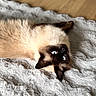 animal, blanket, blue_eyes, brown, cat, cozy, cream, ears, fluffy, fur, home, indoors, lying_down, pet, portrait, relaxed, siamese_cat, upside_down, whiskers, wooden_floor
