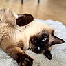 Drako a rejoint le concours — aidez-le/la à gagner de superbes lots ! blanket, blue_eyes, blurred_background, cat, close_up, cozy, dark_paws, dramatic_pose, fluffy, fur, indoor, lying_down, pet, playful, portrait, relaxed, siamese_cat, soft_lighting, upside_down, whiskers